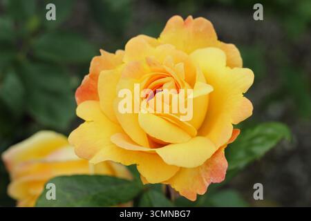 Rosa Strike It Rich, vigorous pink tinted yellow grandiflora rose, also called Rosa Wekbepmey' Stock Photo