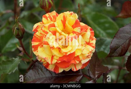 Rosa Oranges and Lemons, also called Rosa Macoranlem, striking orange and yellow striped floribunda rose. Stock Photo