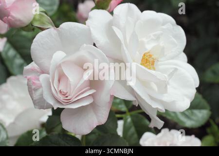 Rosa Pearl Drift Stock Photo