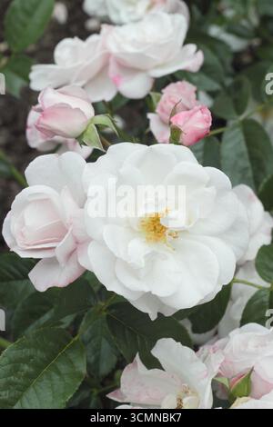 Rosa Pearl Drift Stock Photo