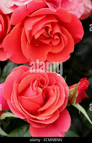 Rosa One Love, compact bush rose growing in summer. UK Stock Photo