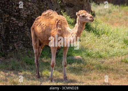 Bactrian camel in the zoo. High quality photo Stock Photo
