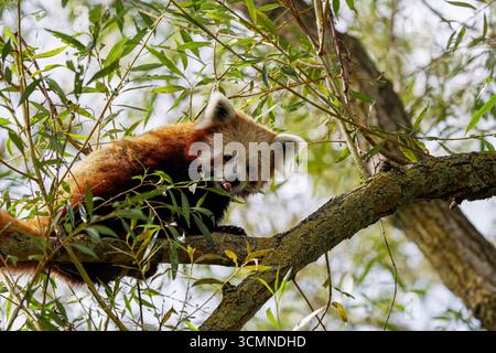 A red panda perched on a tree branch surrounded by leaves. Stock Photo