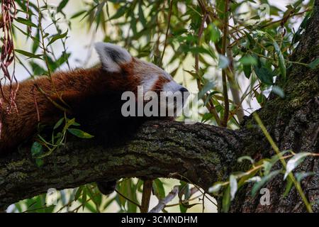 A red panda (Ailurus fulgens) sleeping on a tree branch surrounded by leaves. Stock Photo