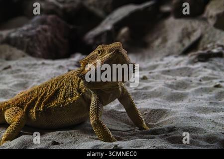 Bearded dragon lizard on sandy terrain in a natural habitat. Stock Photo