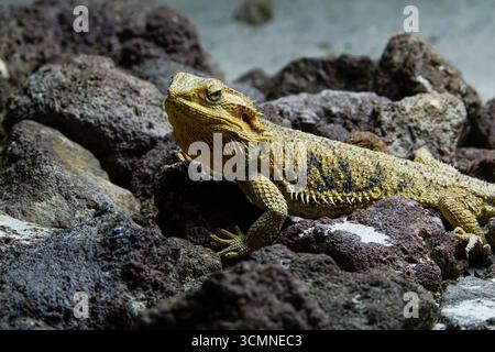 A close-up of a bearded dragon resting on rocky terrain, showcasing its textured skin and vibrant colors Stock Photo