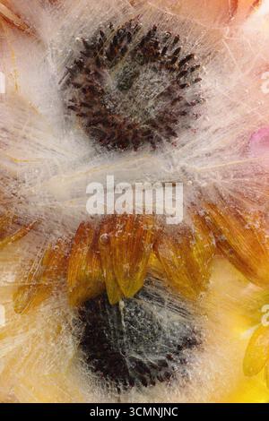 Sunflowers frozen in ice. Helianthus annuus. Floral pattern background art. Stock Photo