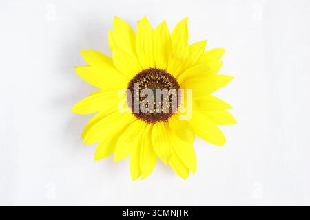 Sunflower cut out isolated on white background. Helianthus annuus. Stock Photo