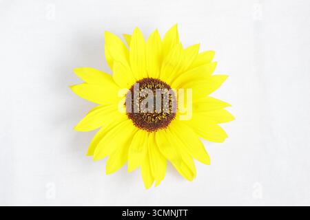 Sunflower cut out isolated on white background. Helianthus annuus. Stock Photo
