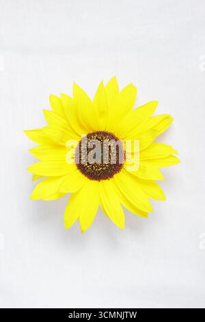 Sunflower cut out isolated on white background. Helianthus annuus. Stock Photo