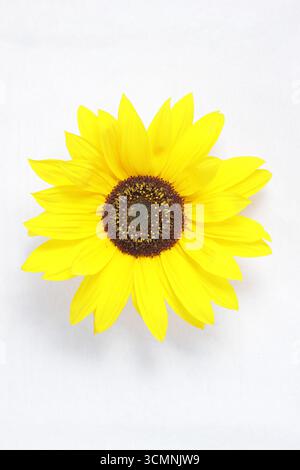 Sunflower cut out isolated on white background. Helianthus annuus. Stock Photo