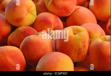 A bunch of peaches are piled on top of each other. The peaches are ripe and ready to eat Stock Photo