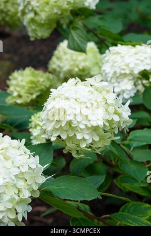 Hydrangea paniculata 'Limelight' Stock Photo