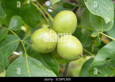 Walnuts on tree Stock Photo