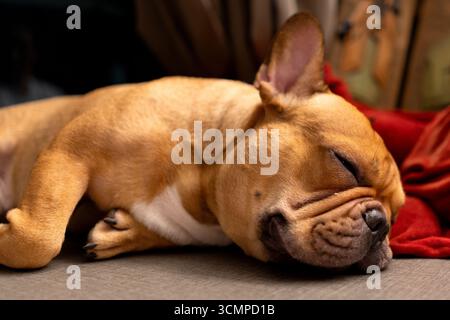 French bulldog  sleeping on the floor Stock Photo