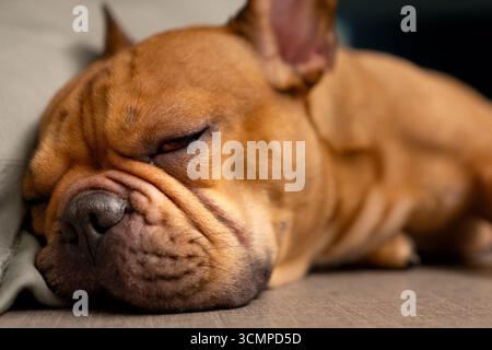 French bulldog  sleeping on the floor Stock Photo