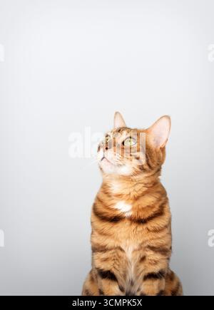 A spotted Bengal cat in a studio against a clean background. Perfect for a design with space for text. Stock Photo