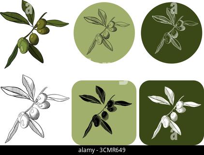 olive on tree branch berry branch with green leaves logotype. Vector graphic line ink colored illustration. Banner, poster, wrapping paper, sticker, p Stock Vector