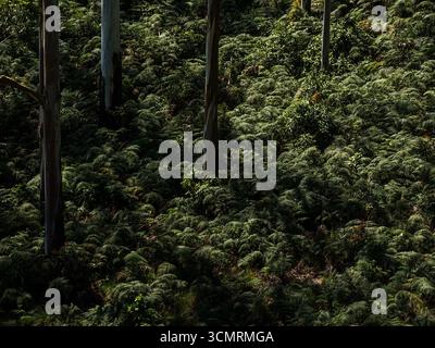 Lush green Forest with Pine trees with sunlight creating silhouette effect. Woodland Landscape. Stock Photo