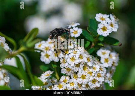 Golden rose chafer, or common rose chafer, or Cetonia aurata, is a species of beetle from subfamily Cetoniinae in family Scarabaeidae. Rose chafer bee Stock Photo