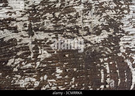 Background and texture of old oak board painted with cracked brown paint, close up. Surface eroded by time, old wooden plank Stock Photo
