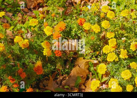 A cluster of bright orange and yellow marigolds in full bloom grows in a garden bed, contrasting with green leaves and fallen autumn foliage on the gr Stock Photo