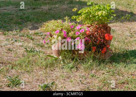Decorative clay pots filled with blooming pink and red flowers are arranged outdoors on dry grassy soil, showing rustic garden charm and seasonal summ Stock Photo