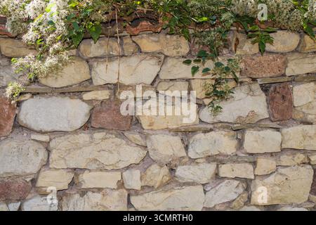 An old stone wall built with irregular beige and brown rocks shows weathered texture, with green climbing plants and flowers cascading along the top, Stock Photo