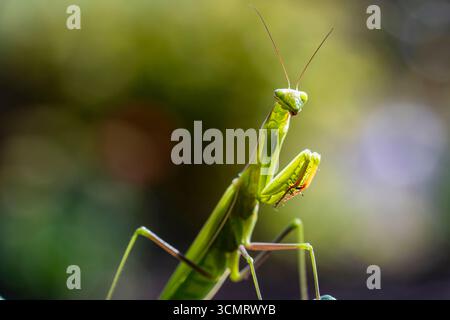 Green praying mantis or european mantis sits in garden, close up. Female mantis religiosa in nature Stock Photo