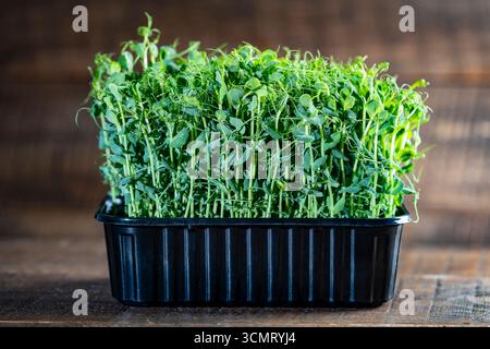 Micro greens peas sprouts in black plastic container on the wooden table, close up. The concept of healthy eating and organic food Stock Photo