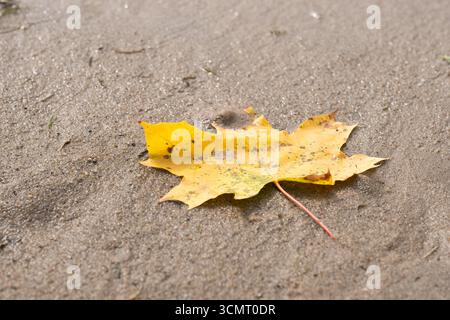 Fallen yellow maple leaf on wet sand Stock Photo