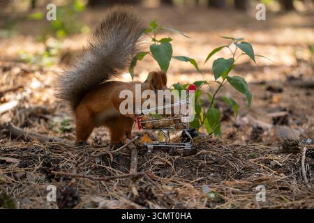 Squirrel with shopping cart in forest eats nuts Stock Photo