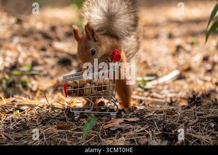 Squirrel in park eating nuts from small shopping cart Stock Photo