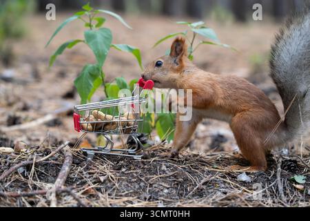 Squirrel with small shopping cart in forest Stock Photo