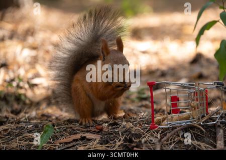 Squirrel in park eats nuts from shopping cart on sunny day Stock Photo
