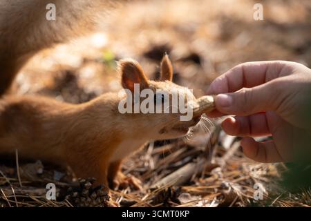 Squirrel in forest eats nuts from hand Stock Photo