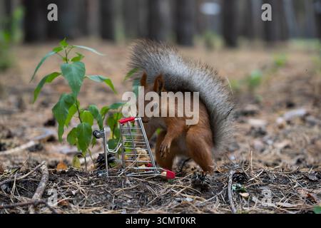 Squirrel overturned shopping cart with nuts in forest Stock Photo