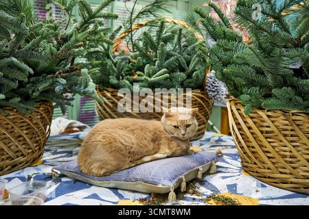 Cozy scene with a ginger cat resting on a pillow surrounded by wicker baskets filled with fresh pine branches. Rustic Christmas mood with natural gree Stock Photo