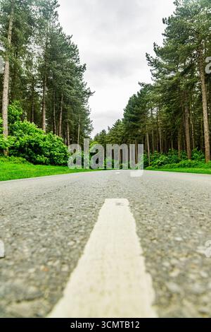 Empty asphalt road with white center line leading through dense pine forest on overcast day, low angle perspective from road surface. Stock Photo