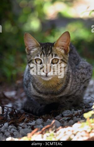 Curious young tabby cat sitting outdoors in the shade staring at camera in vertical format Stock Photo
