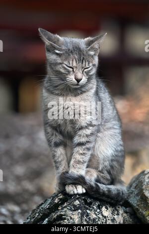 Peaceful grey cat with closed eyes sitting outdoors on a rock in vertical format Stock Photo