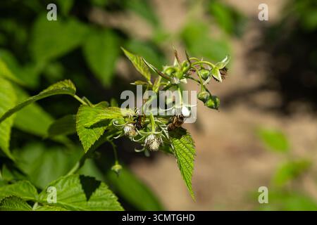 Close up of bee and wasp pollinating raspberry flowers on green bush in garden. Pollination, agriculture and importance of insect activity for harvest Stock Photo