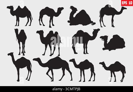 black and white silhouettes of camels in various poses and positions. Some camels are standing, some are walking, and some have riders on their backs. Stock Vector