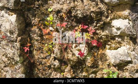 View of Herb Robert (Geranium robertianum) growing on an ancient stone wall Stock Photo