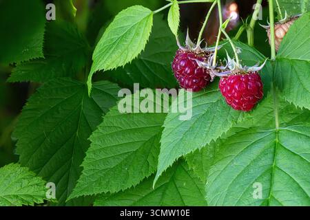 Closeup of ripe raspberries growing on a leafy green bush, showcasing fresh organic fruit ready for harvest in a summer garden. Stock Photo