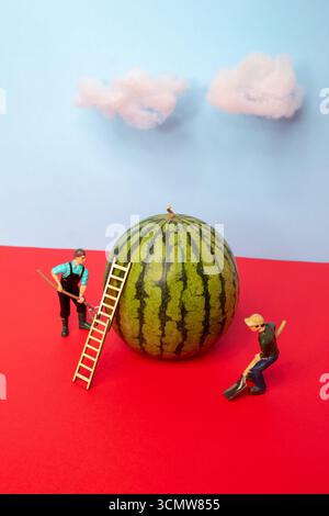 Miniature people working on watermelon under a bright blue sky on a red surface. Stock Photo
