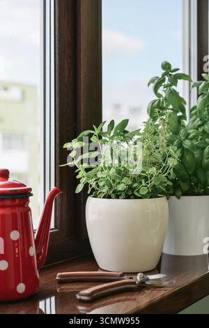 Fresh seasoning herbs (oregano, thyme, sage, basil) in flower pot on windowsill at summer day Stock Photo