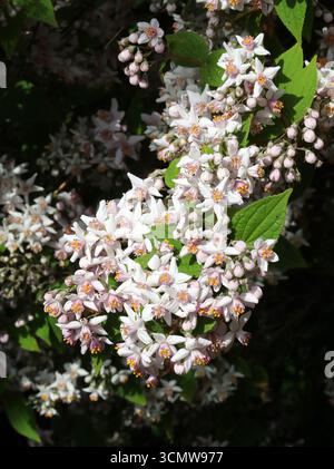 Deutzia × hybrida "Mont Rose", Hydrangeaceae. UK. A quick-growing, upright, deciduous, medium-sized shrub with narrow, ovate foliage. Stock Photo