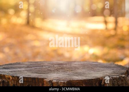 Closeup view of natural wooden tree stump outdoors with blurred autumn forest and warm sunlight in the background. Rustic seasonal setting ideal for p Stock Photo