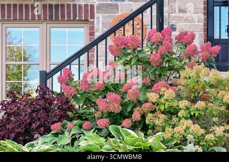 Mature hydrangea paniculata shrub with vibrant dark pink blossoms growing in landscaped front yard garden of home during autumn. Decorative flowering Stock Photo